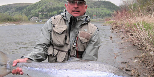 large atlantic salmon