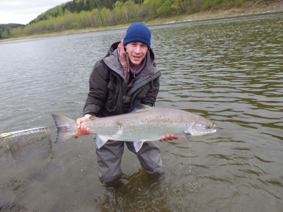 chrome atlantic salmon 2013