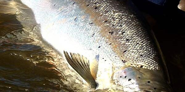 big atlantic salmon
