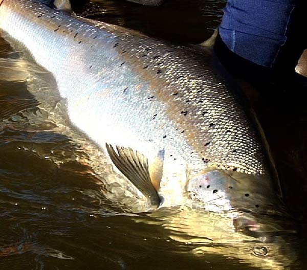 big atlantic salmon