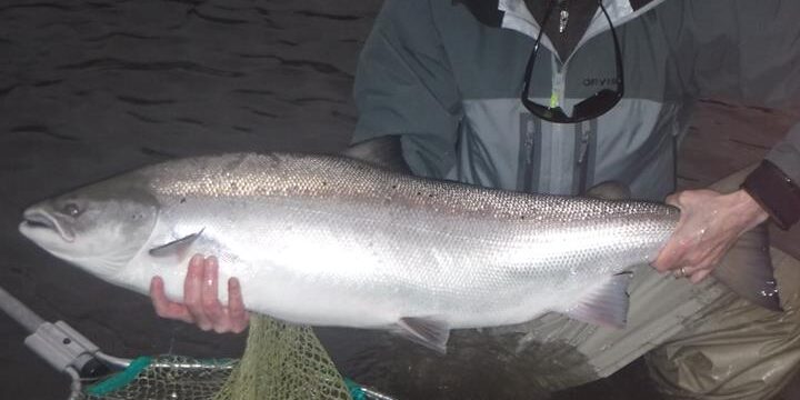 charlie_35_2015 Charlies 35lb Atlantic Salmon