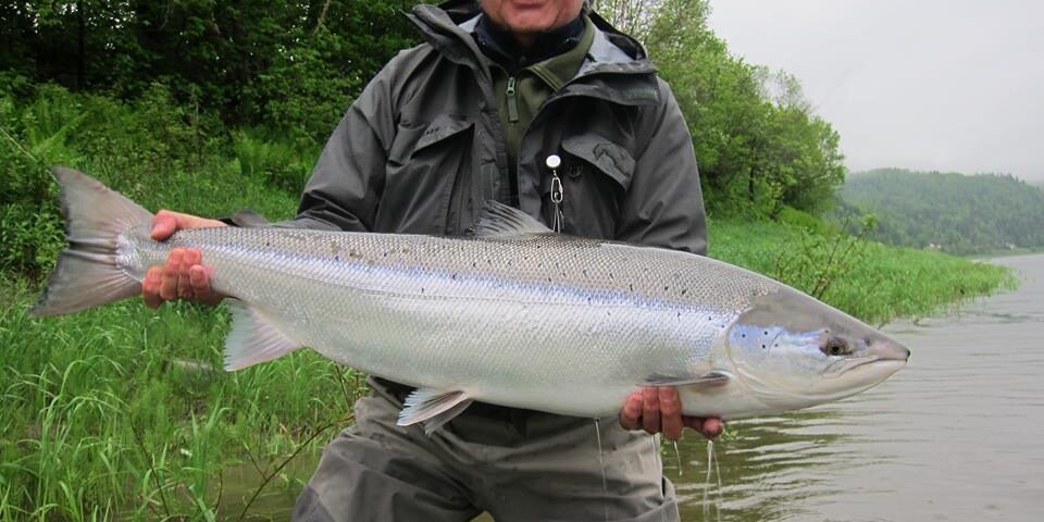 atlantic salmon