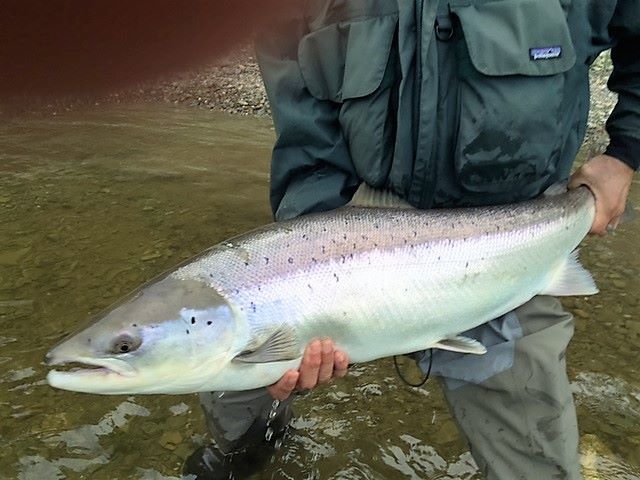 Another shot of Scott's 31lb from last night. The boys arose to a sunny morning after a cold day yesterday lets hope the fishing stays hot.