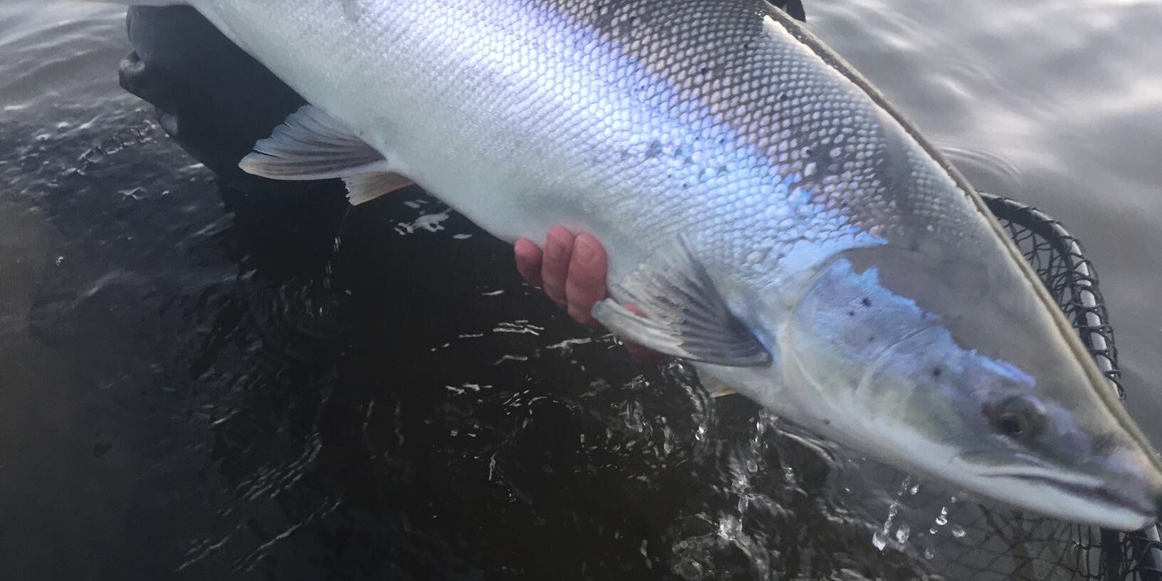 Christopher Krysciak Salmon