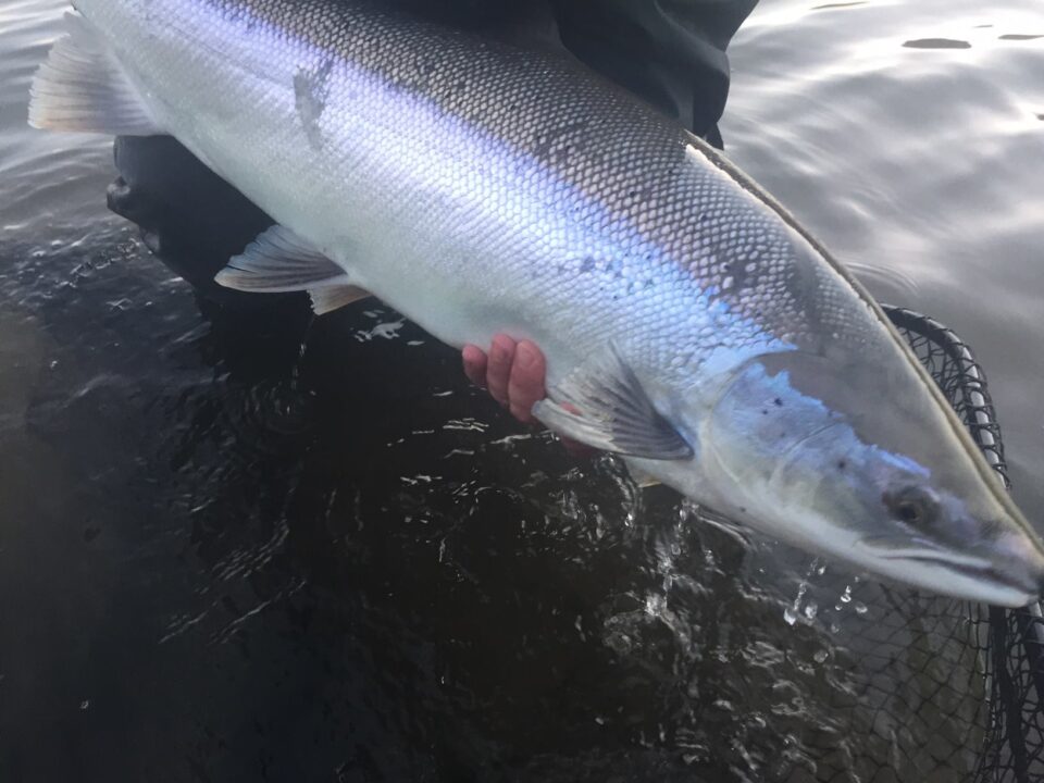 Christopher Krysciak Salmon