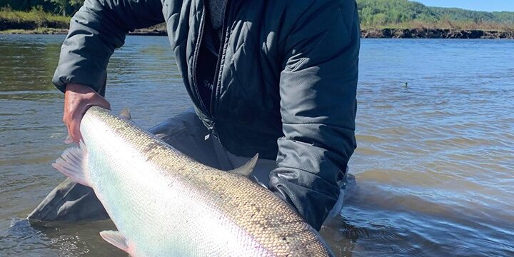 dixons atlantic salmon